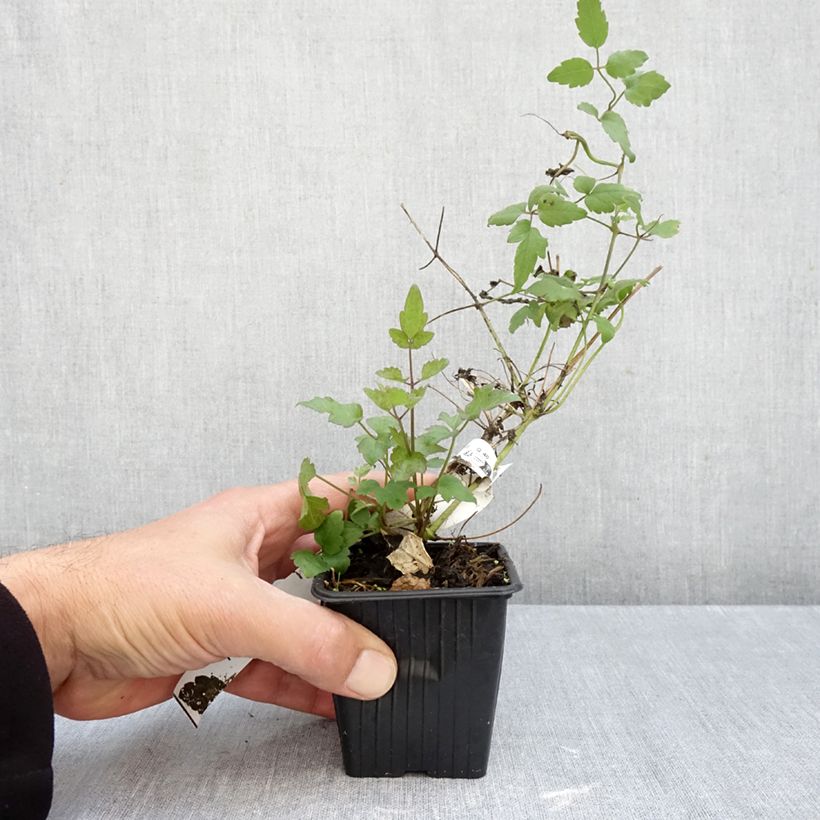 Esemplare di Clematis vitalba - Clematide Vasetto da 8/9 cm come consegnato in autunno