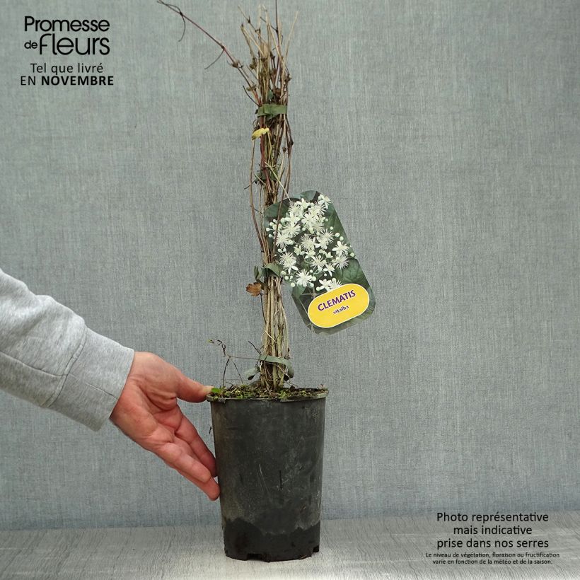 Esemplare di Clematis vitalba - Clematide Vaso da 2L/3L come consegnato in autunno