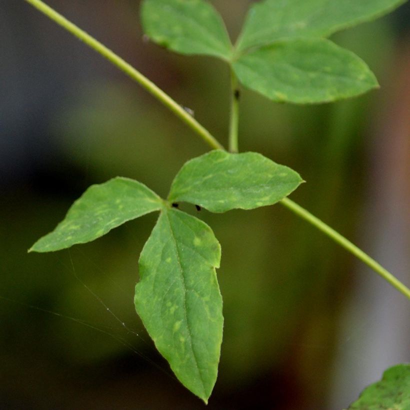 Clematis viticella Alba Luxurians - Clematide (Fogliame)