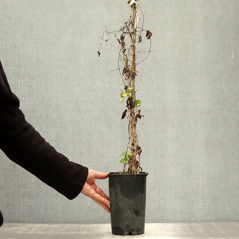 Esemplare di Clematis viticella Aotearoa - Clematide Vaso da 2L/3L come consegnato in autunno