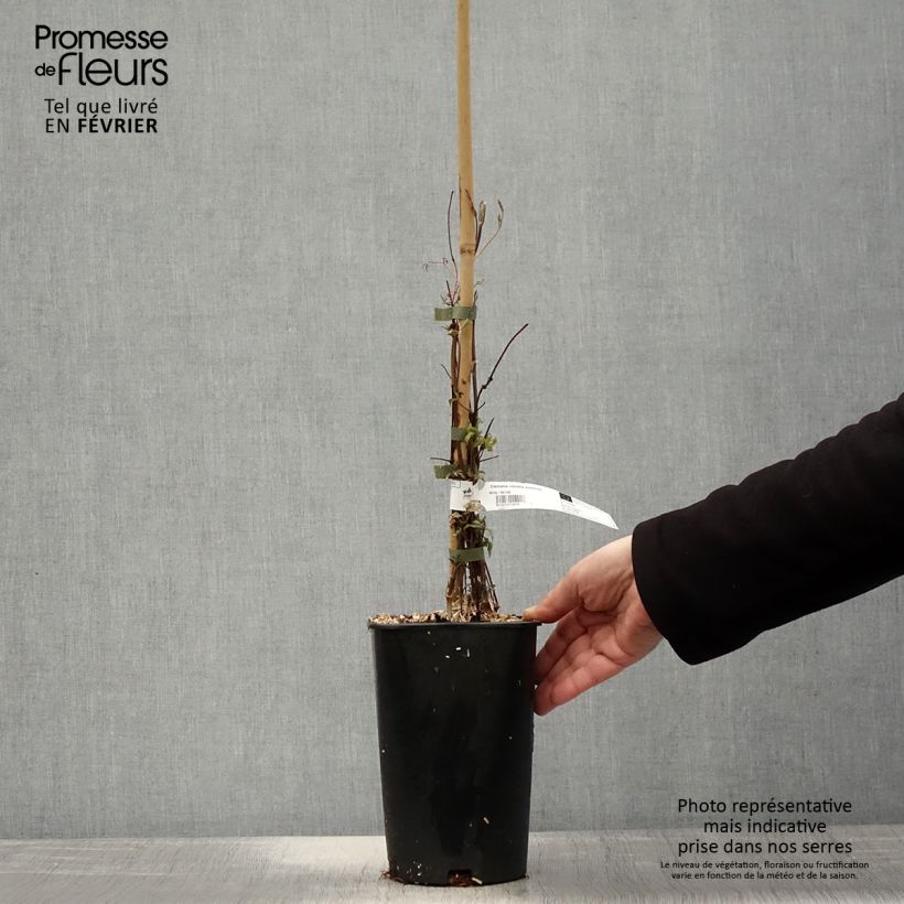 Clematis viticella Aotearoa - Clematide Vaso da 2L/3L esemplare consegnato in inverno