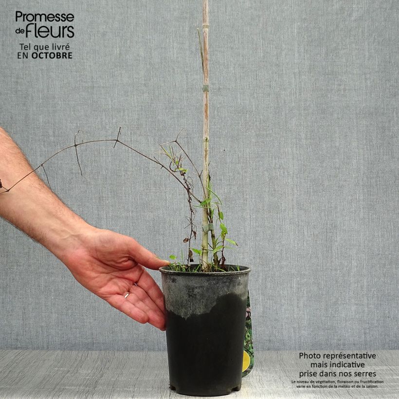 Esemplare di Clematis viticella Black Prince - Clematide Vaso da 2L/3L come consegnato in autunno