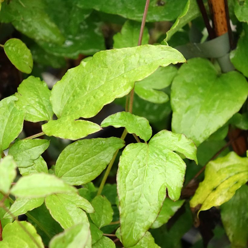 Clematis viticella Black Prince - Clematide (Fogliame)
