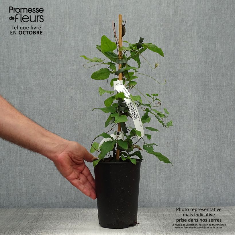 Esemplare di Clematis Etoile violette - Clematide Vaso da 2L/3L come consegnato in autunno