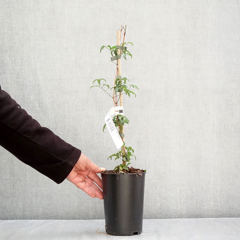 Esemplare di Clematis viticella Glorious Day - Clematide Vaso da 1,5L/2L come consegnato in autunno