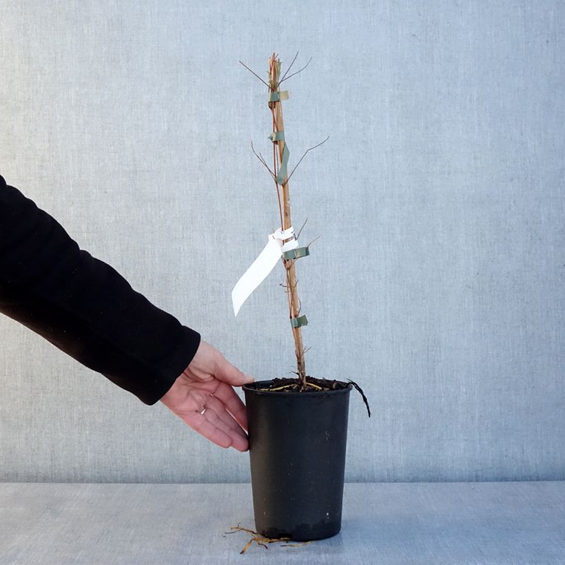 Clematis viticella Glorious Day - Clematide Vaso da 1,5L/2L esemplare consegnato in inverno