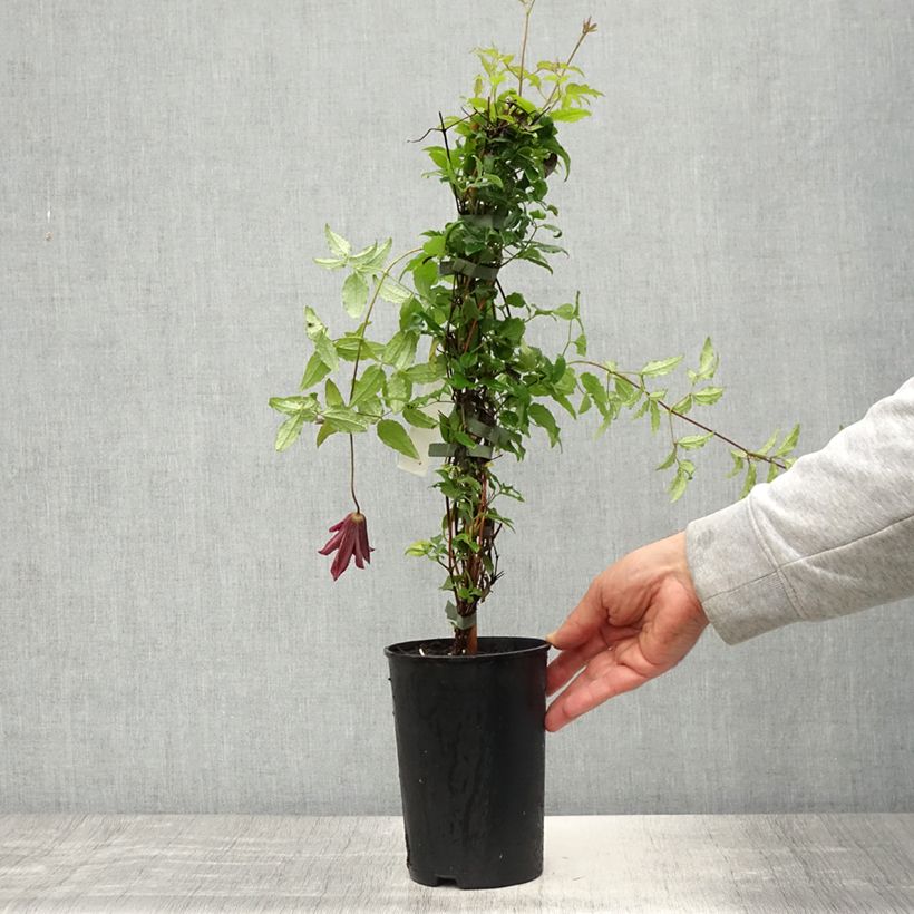 Clematis viticella Glorious Day - Clematide Vaso da 1,5L/2L esemplare consegnato in primavera