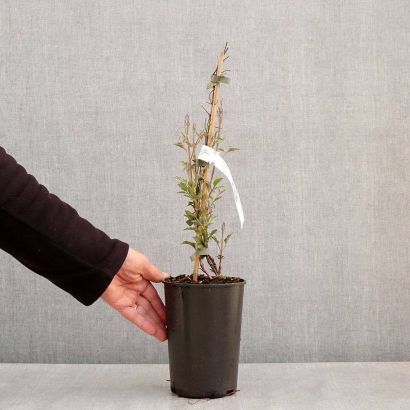 Clematis viticella Glorious Red - Clematide Vaso da 1,5L/2L esemplare consegnato in primavera