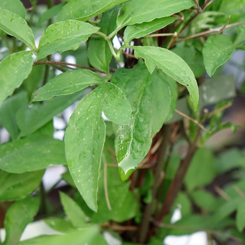 Clematis viticella Glorious Surprise - Clematide (Fogliame)
