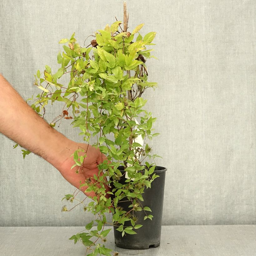 Esemplare di Clematis viticella Glorious Surprise - Clematide Vaso da 2L/3L consegnato in estate