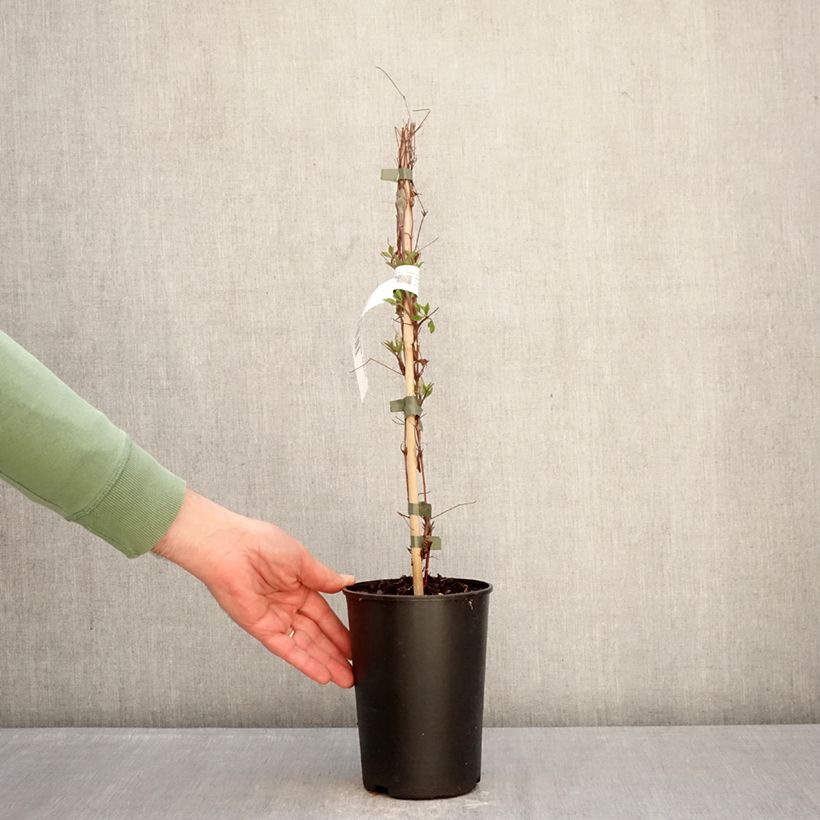 Clematis viticella Glorious Surprise - Clematide Vaso da 2L/3L esemplare consegnato in inverno