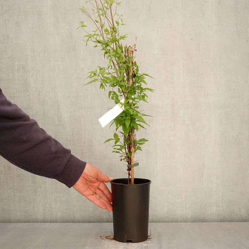 Clematis viticella Glorious Surprise - Clematide Vaso da 2L/3L esemplare consegnato in primavera