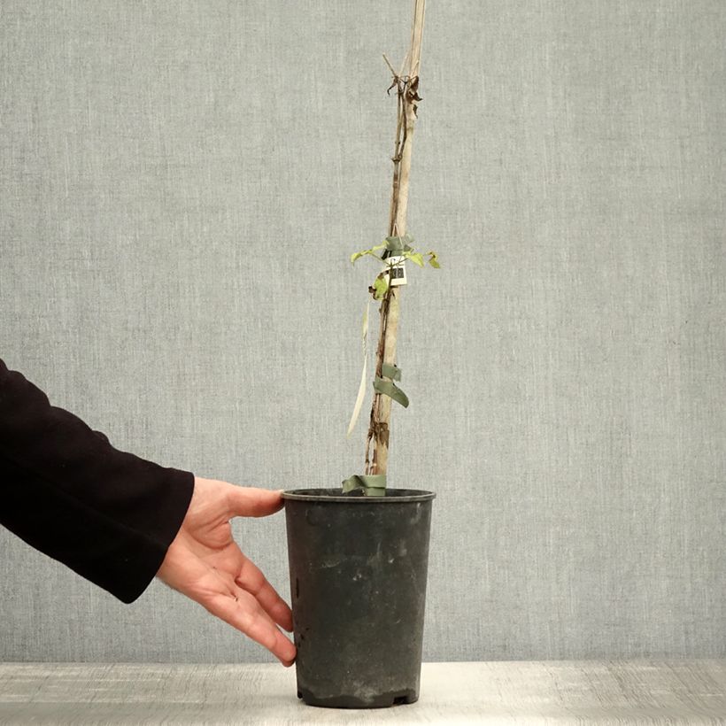 Esemplare di Clematis viticella I am Lady J - Clematide Vaso da 2L/3L come consegnato in autunno