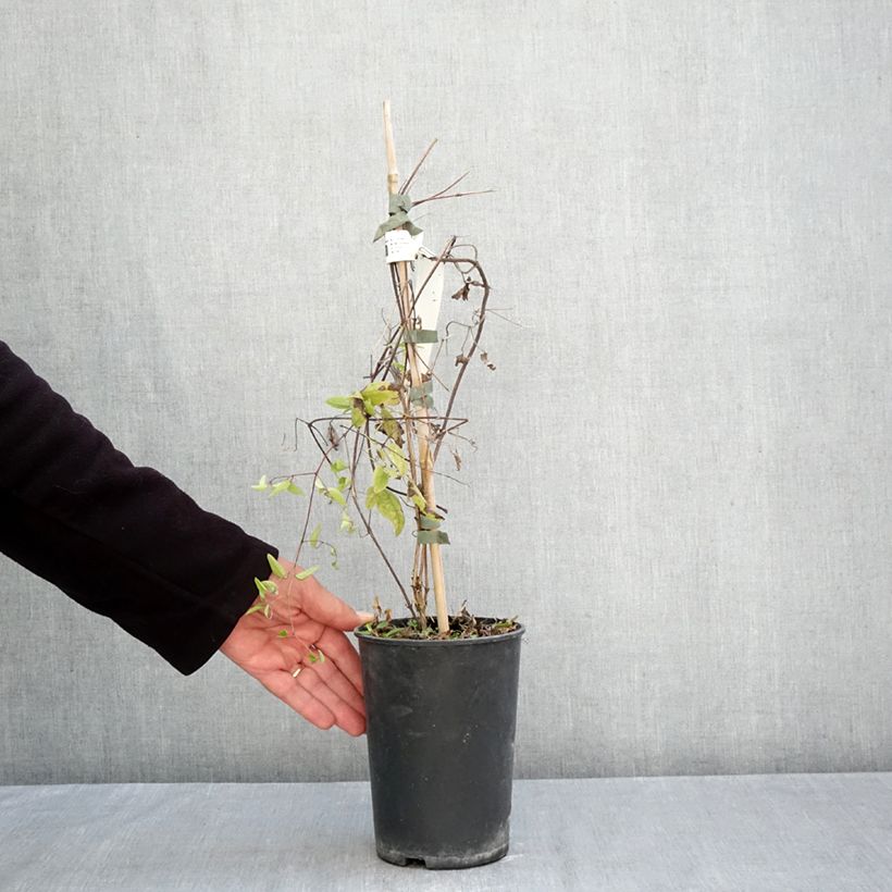 Esemplare di Clematis Little Nell - Clematide Vaso da 2L/3L come consegnato in autunno