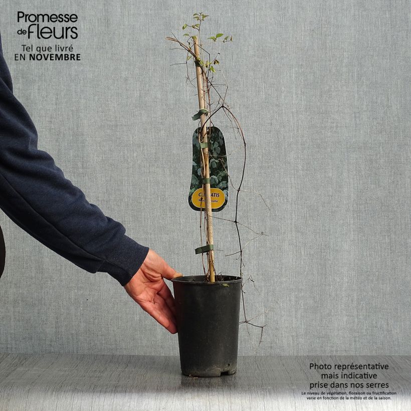 Esemplare di Clematis Maria Cornelia - Clematide Vaso da 2L/3L come consegnato in autunno