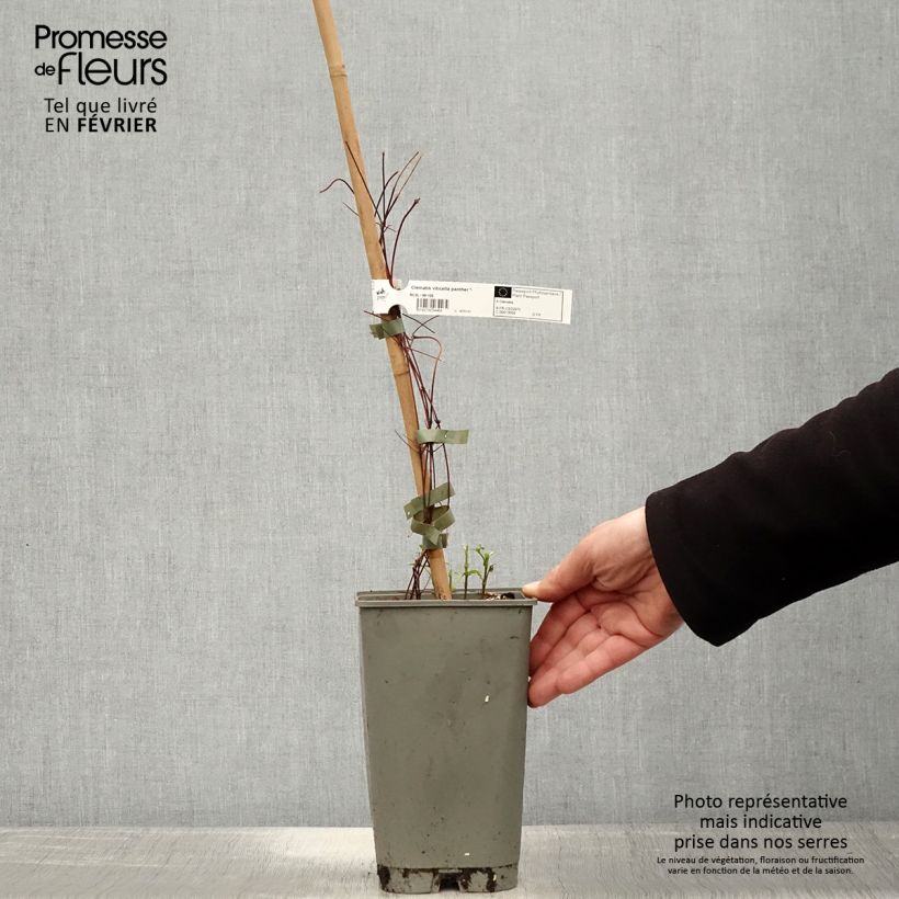 Clematis Panther - Clematide Vaso da 2L/3L esemplare consegnato in inverno