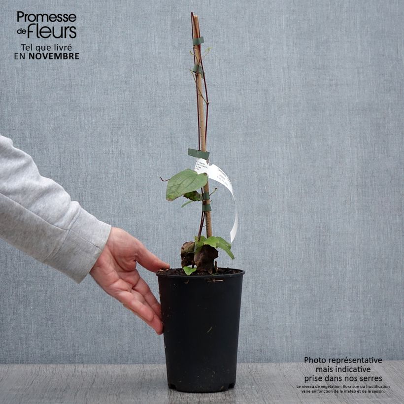 Esemplare di Clematis Perle d'Azur - Clematide Vaso da 2L/3L come consegnato in autunno