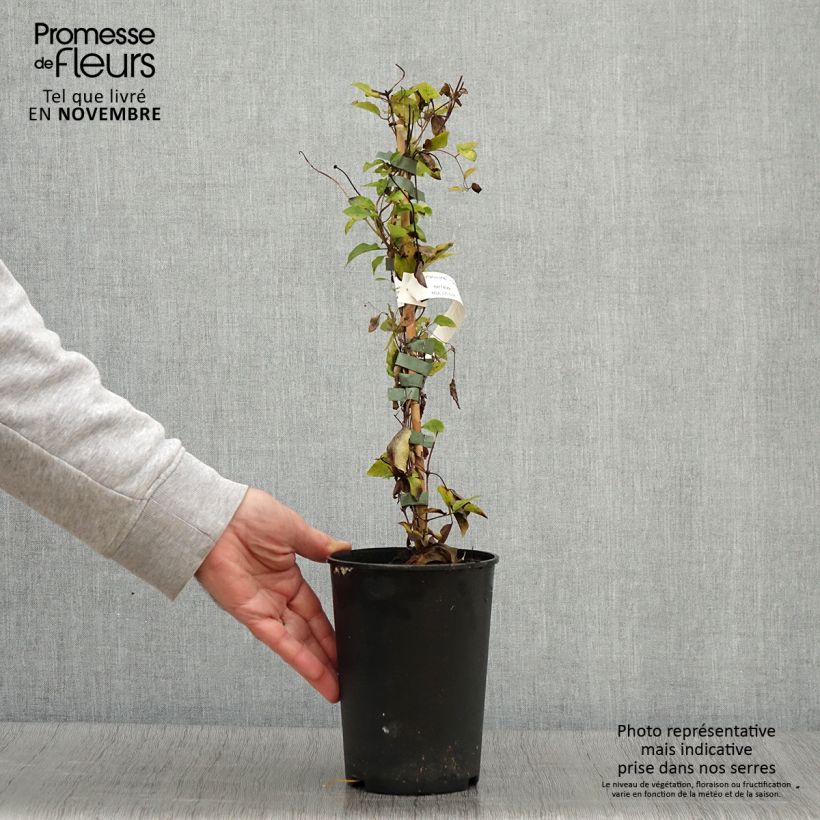 Esemplare di Clematis viticella Queen Mother - Clematide Vaso da 2L/3L come consegnato in autunno