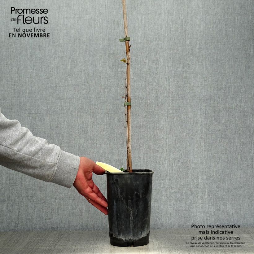 Esemplare di Clematis viticella Rosalyn - Clematide Vaso da 2L/3L come consegnato in autunno