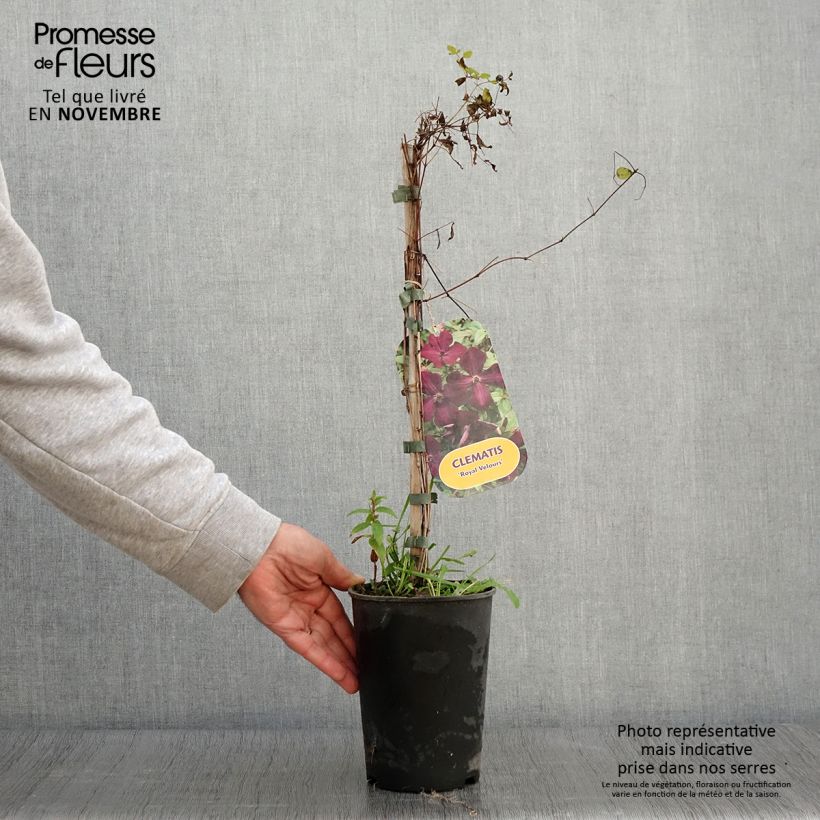 Esemplare di Clematis viticella Royal Velours - Clematide Vaso da 2L/3L come consegnato in autunno