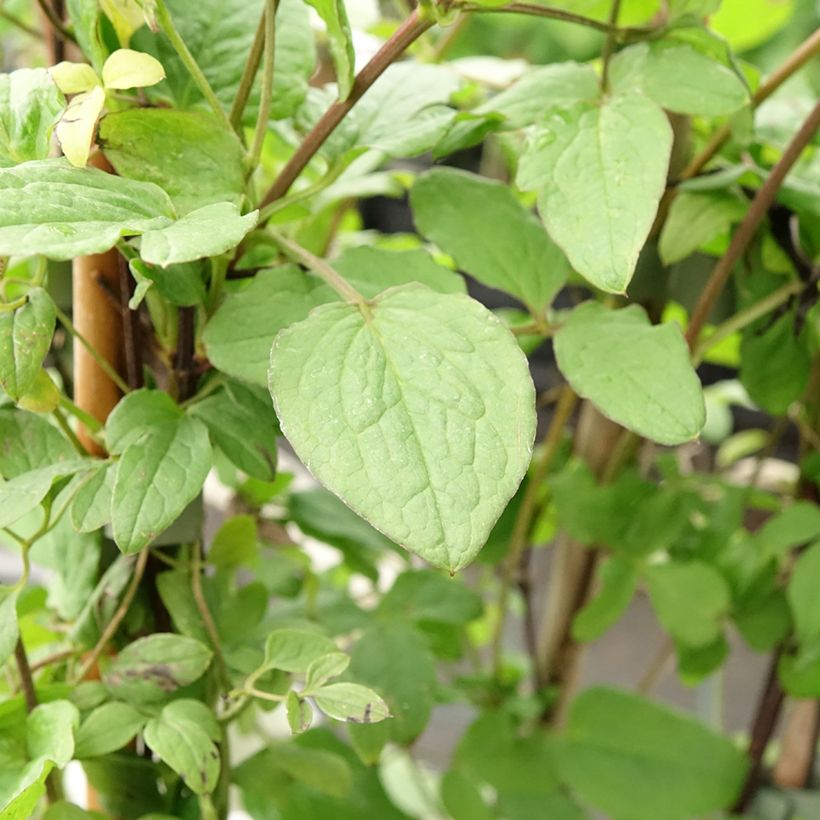 Clematis viticella Rubra - Clematide (Fogliame)