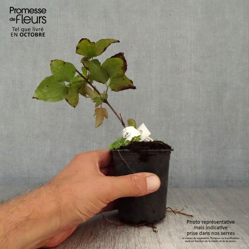 Esemplare di Clematis Vyvyan Pennell - Clematide Vasetto da 8/9 cm come consegnato in autunno