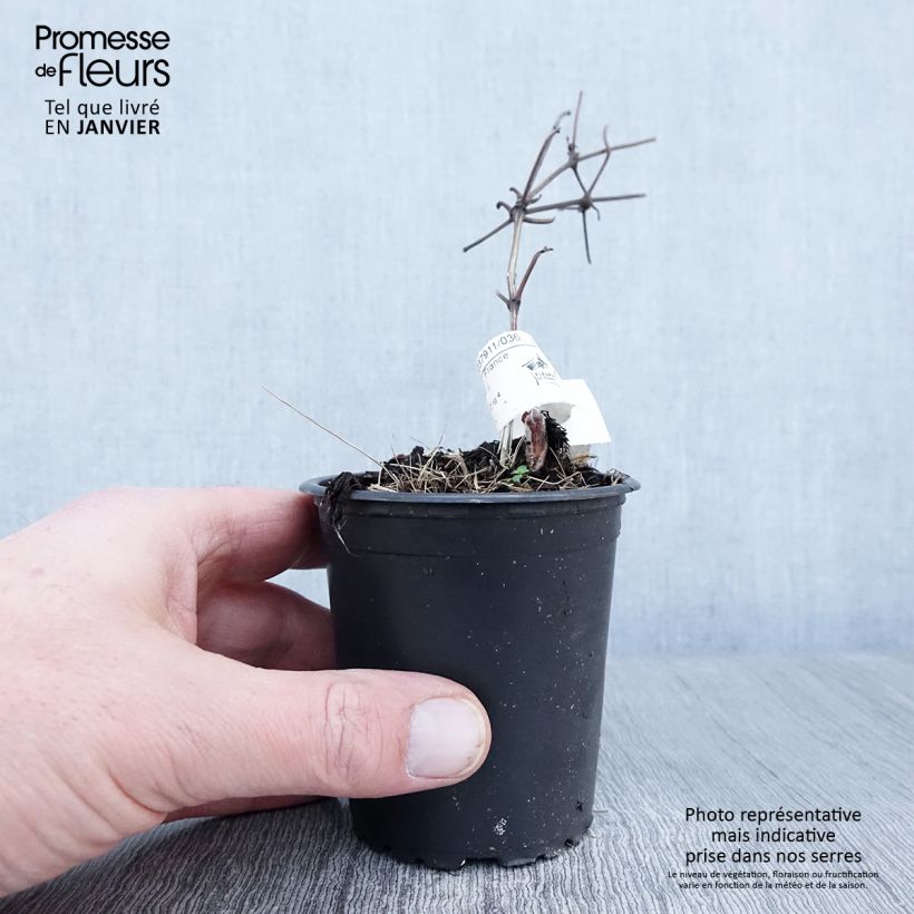 Clematis Vyvyan Pennell - Clematide Vasetto da 8/9 cm esemplare consegnato in inverno