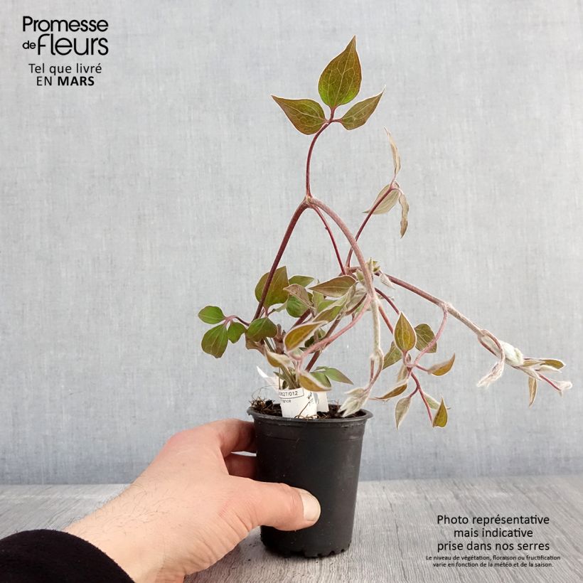 Clematis Vyvyan Pennell - Clematide Vasetto da 8/9 cm esemplare consegnato in primavera