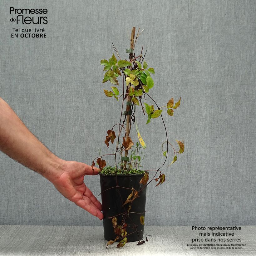 Esemplare di Clematis Yukikomachi - Clematide Vaso da 2L/3L come consegnato in autunno