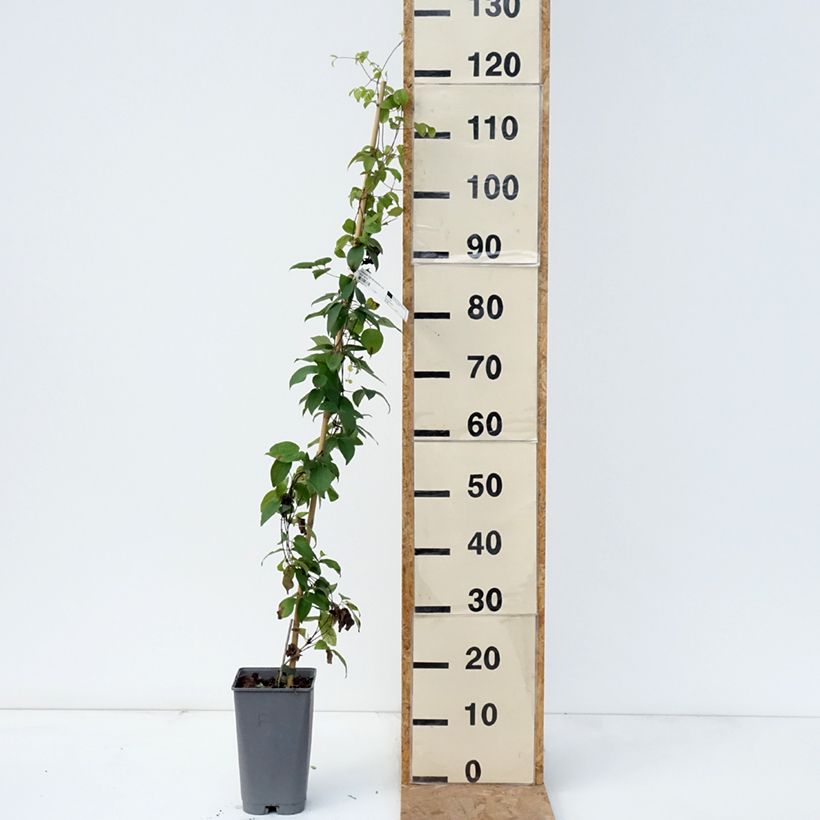 Esemplare di Clematis Delphine - Clematide Vaso da 2L/3L come consegnato in autunno