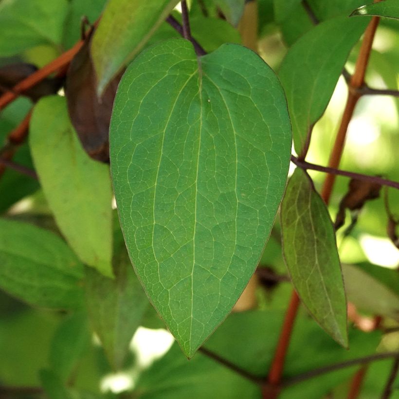 Clematis Etoile de Malicorne - Clematide (Fogliame)