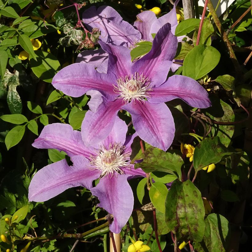 Clematis Etoile de Malicorne - Clematide (Fioritura)