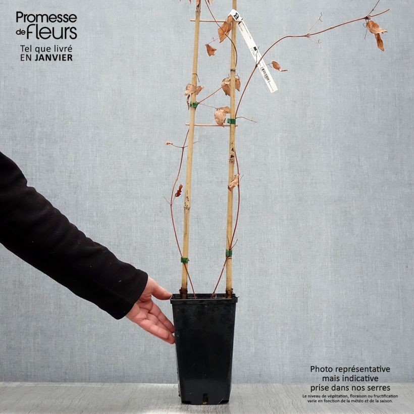Clematis Hayate - Clematide Vaso da 2L/3L esemplare consegnato in inverno