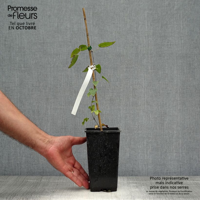 Esemplare di Clematis Henryi - Clematide Vaso da 1,5L/2L come consegnato in autunno