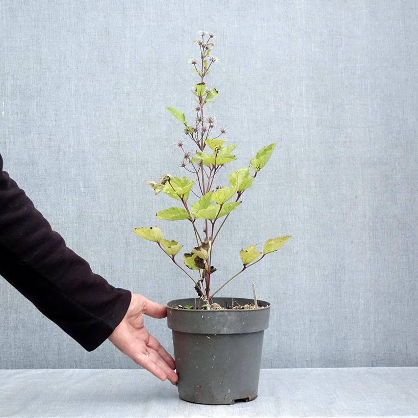 Esemplare di Clematis heracleifolia China Purple - Clematide Vaso da 2L/3L come consegnato in autunno