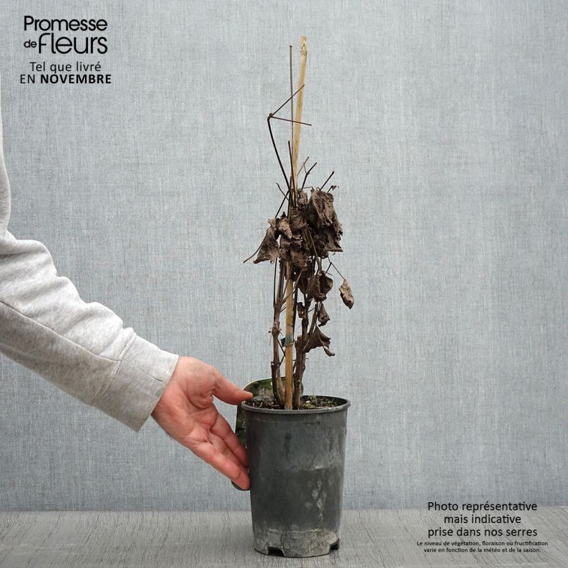 Esemplare di Clematis heracleifolia - Clematide Vaso da 2L/3L come consegnato in autunno