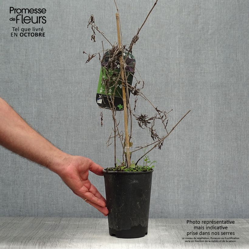 Esemplare di Clematis recta Purpurea - Clematide eretta Vaso da 2L/3L come consegnato in autunno