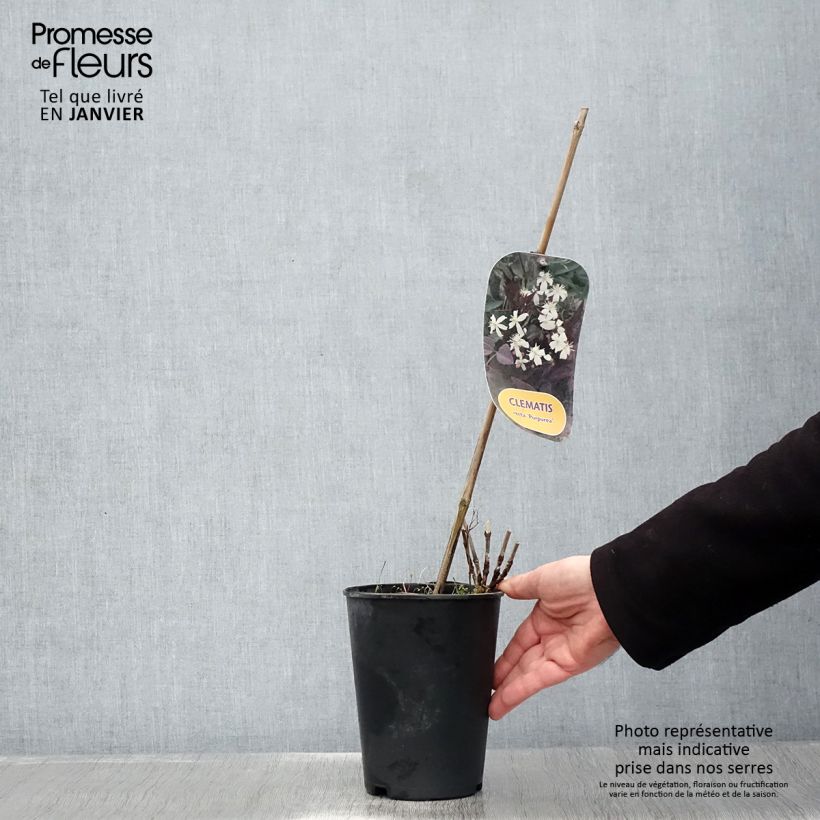 Clematis recta Purpurea - Clematide eretta Vaso da 2L/3L esemplare consegnato in inverno