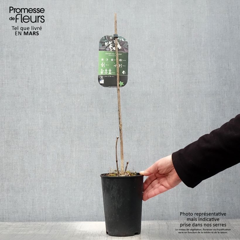 Clematis recta Purpurea - Clematide eretta Vaso da 2L/3L esemplare consegnato in primavera