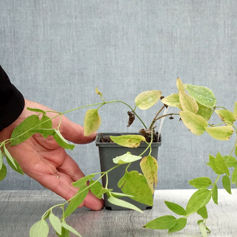 Esemplare di Clematis recta Purpurea - Clematide eretta Vasetto da 8/9 cm come consegnato in autunno