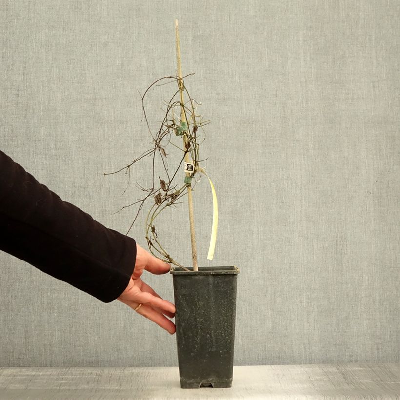 Esemplare di Clematis Honora - Clematide Vaso da 1,5L/2L come consegnato in autunno