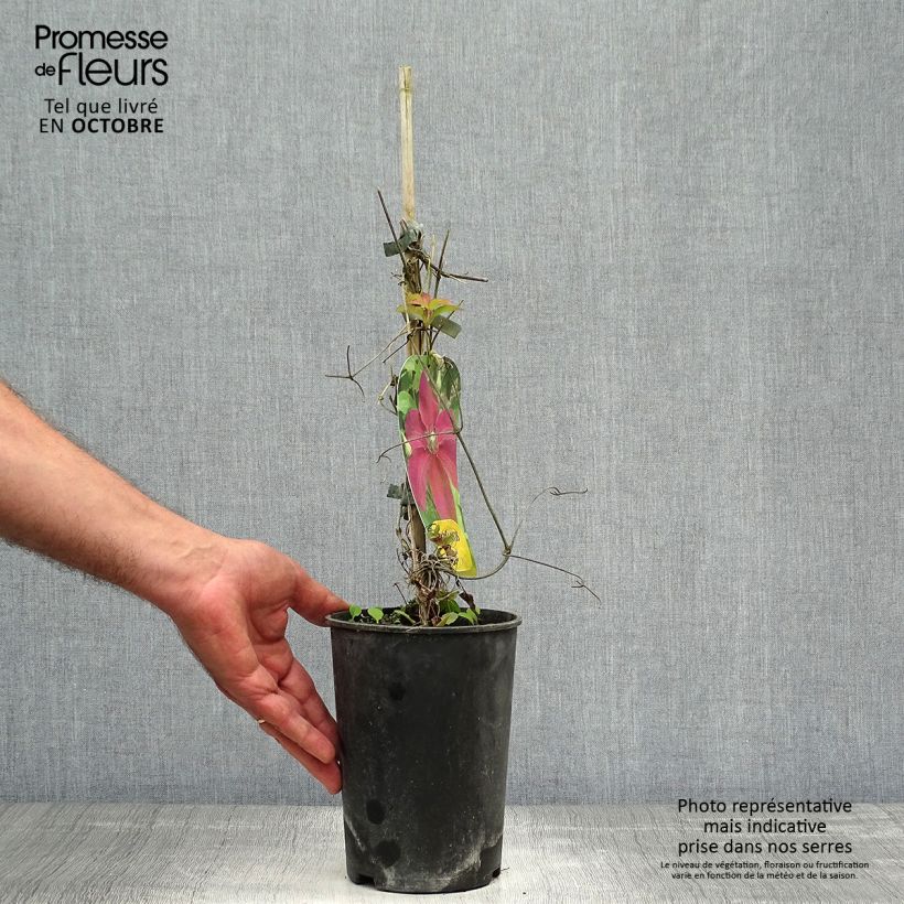 Esemplare di Clematis Huvi - Clematide Vaso da 2L/3L come consegnato in autunno