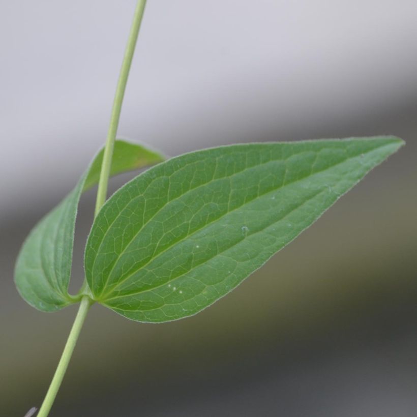 Clematis integrifolia Alba - Clematide (Fogliame)
