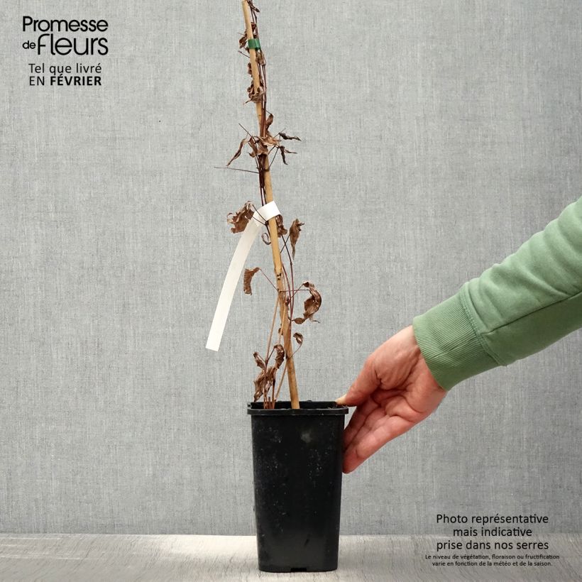 Clematis integrifolia Blue Boy - Clematide Vaso da 1,5L/2L esemplare consegnato in inverno