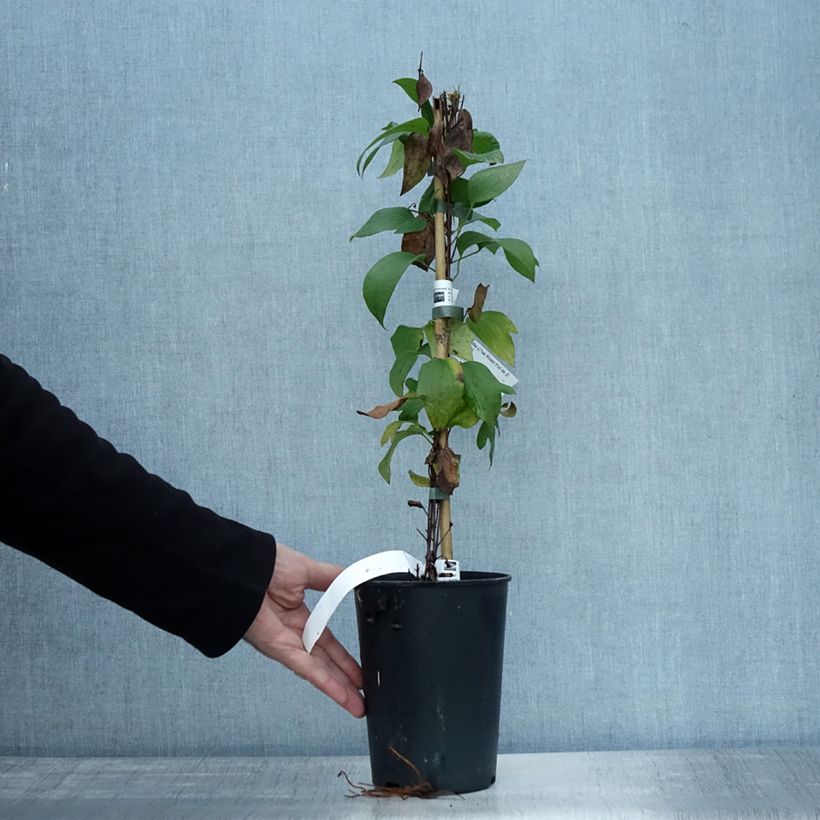 Esemplare di Clematis integrifolia Blue River - Clematide Vaso da 2L/3L come consegnato in autunno