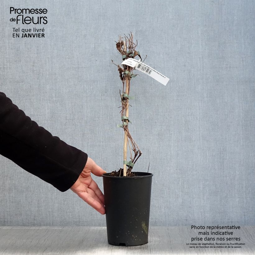 Clematis integrifolia Blue River - Clematide Vaso da 2L/3L esemplare consegnato in inverno