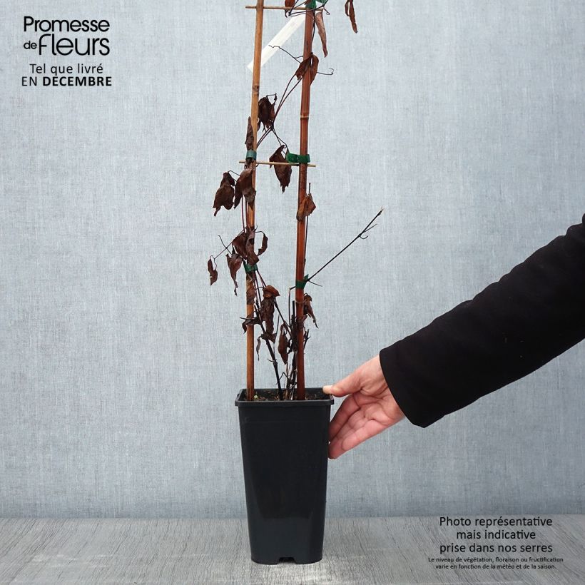 Esemplare di Clematis integrifolia Saphyra Duo Rose - Clematide Vaso da 2L/3L come consegnato in autunno