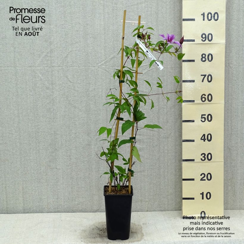 Esemplare di Clematis integrifolia Saphyra Duo Rose - Clematide Vaso da 2L/3L consegnato in estate
