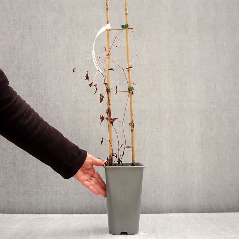 Clematis viticella Walemburg - Clematide Vaso da 1,5L/2L esemplare consegnato in inverno