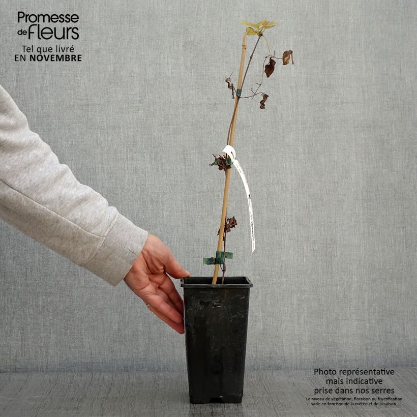 Esemplare di Clematis viticella Justa - Clematide Vaso da 1,5L/2L come consegnato in autunno